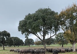 Grupo de cerdos en la explotación de Manuel Santos.