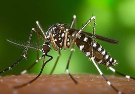 Ejemplar de mosquito tigre.