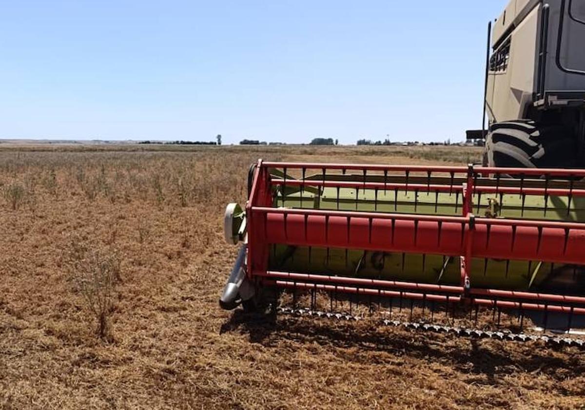 La cosechadora trabajando en un campo de lentejas de La Armuña.