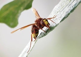 Una avispa, posada en una rama.