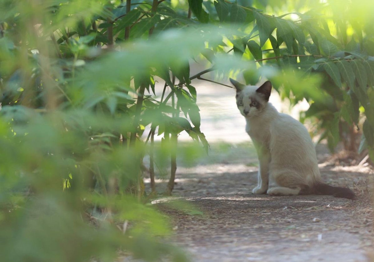 Gato en una colonia de la ciudad de Salamanca.