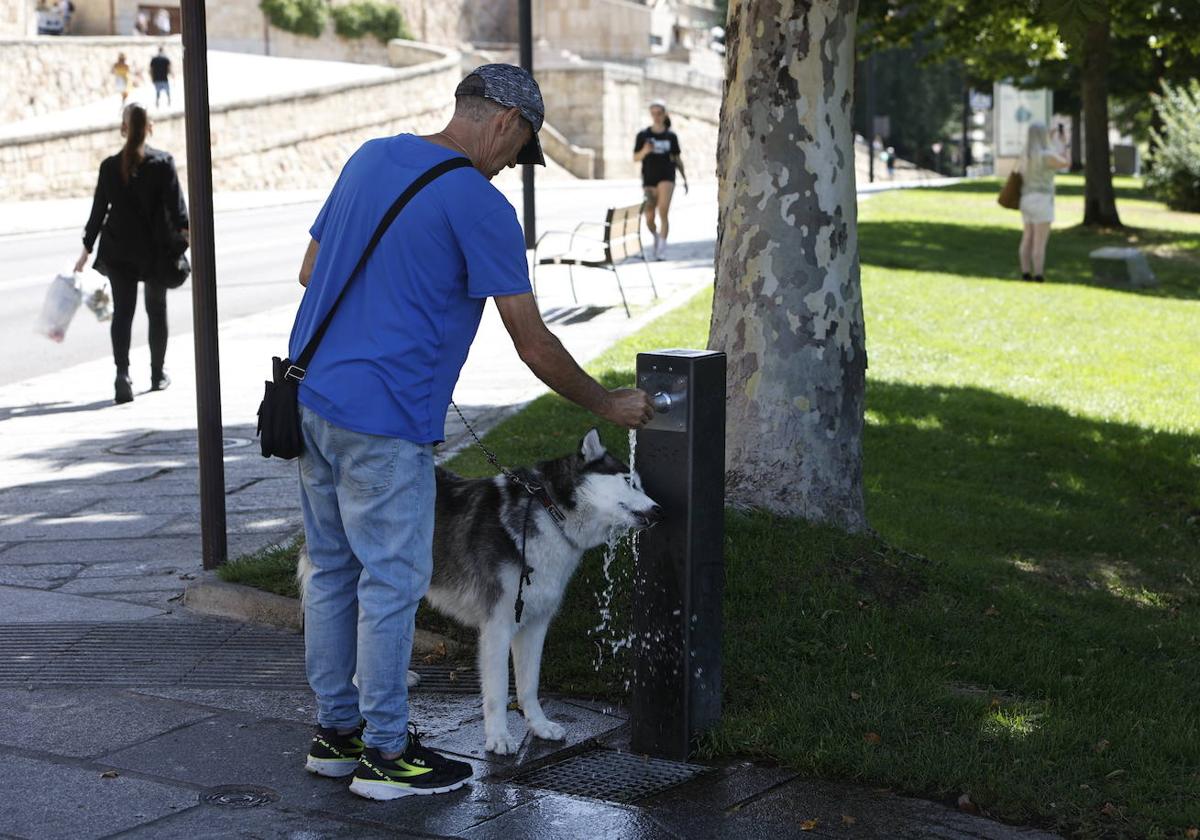 Un hombre refresca a su perro en una fuente.