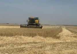 Un agricultor cosecha una tierra de cebada.