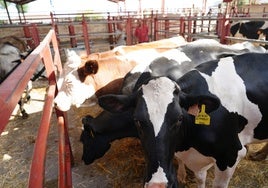 Recinto de vacas y toros del mercado de ganados de Salamanca.