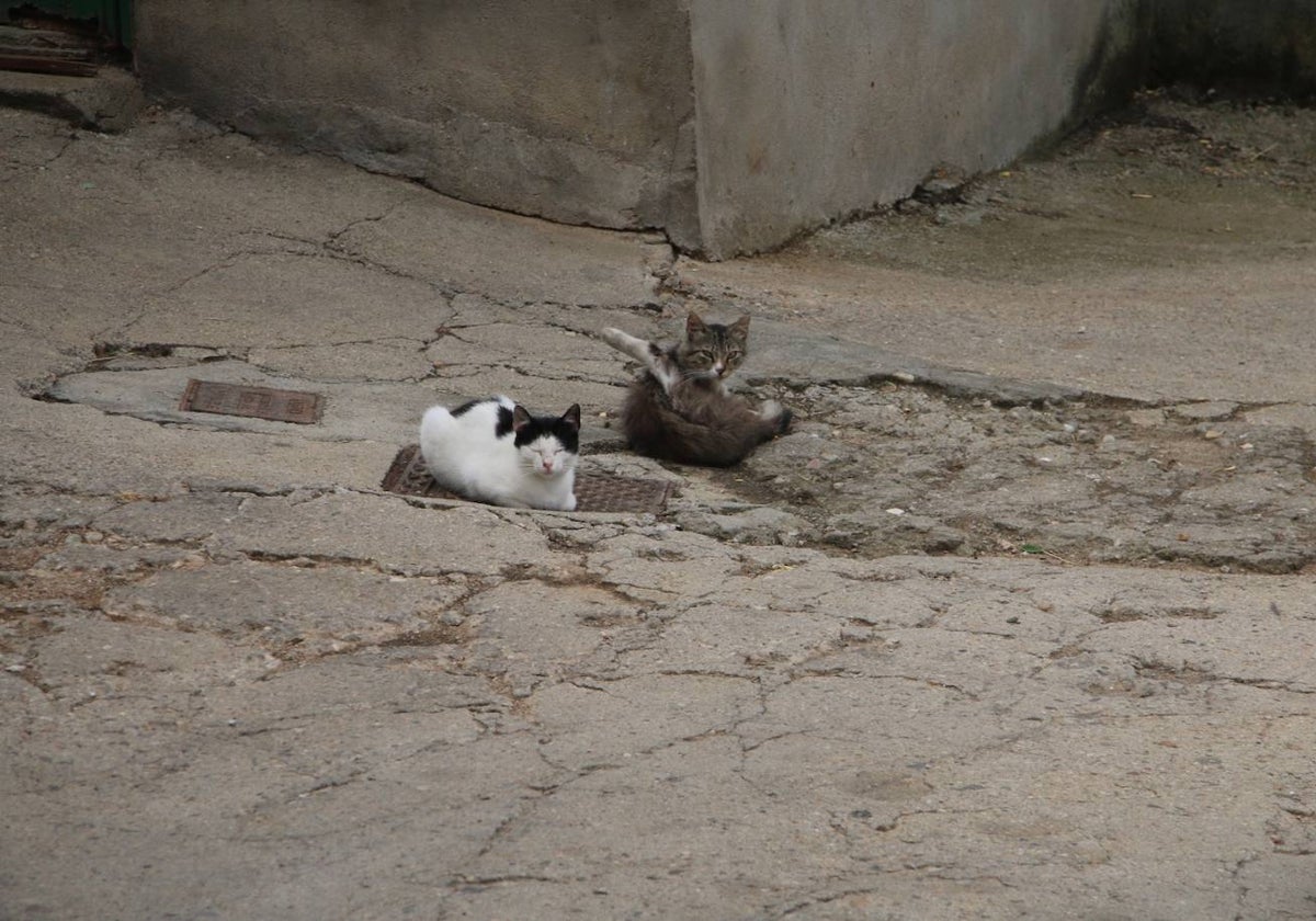 Dos gatos callejeros en un municipio de la provincia de Salamanca