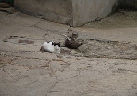 Dos gatos callejeros en un municipio de la provincia de Salamanca