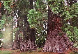 Troncos de los cuatro Pinos de Zorita.