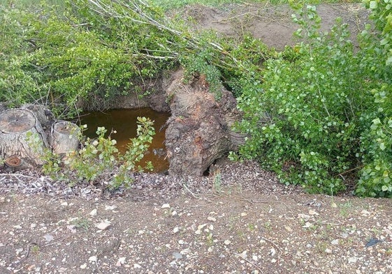 El tronco del árbol de grandes dimensiones, en el cauce del arroyo.
