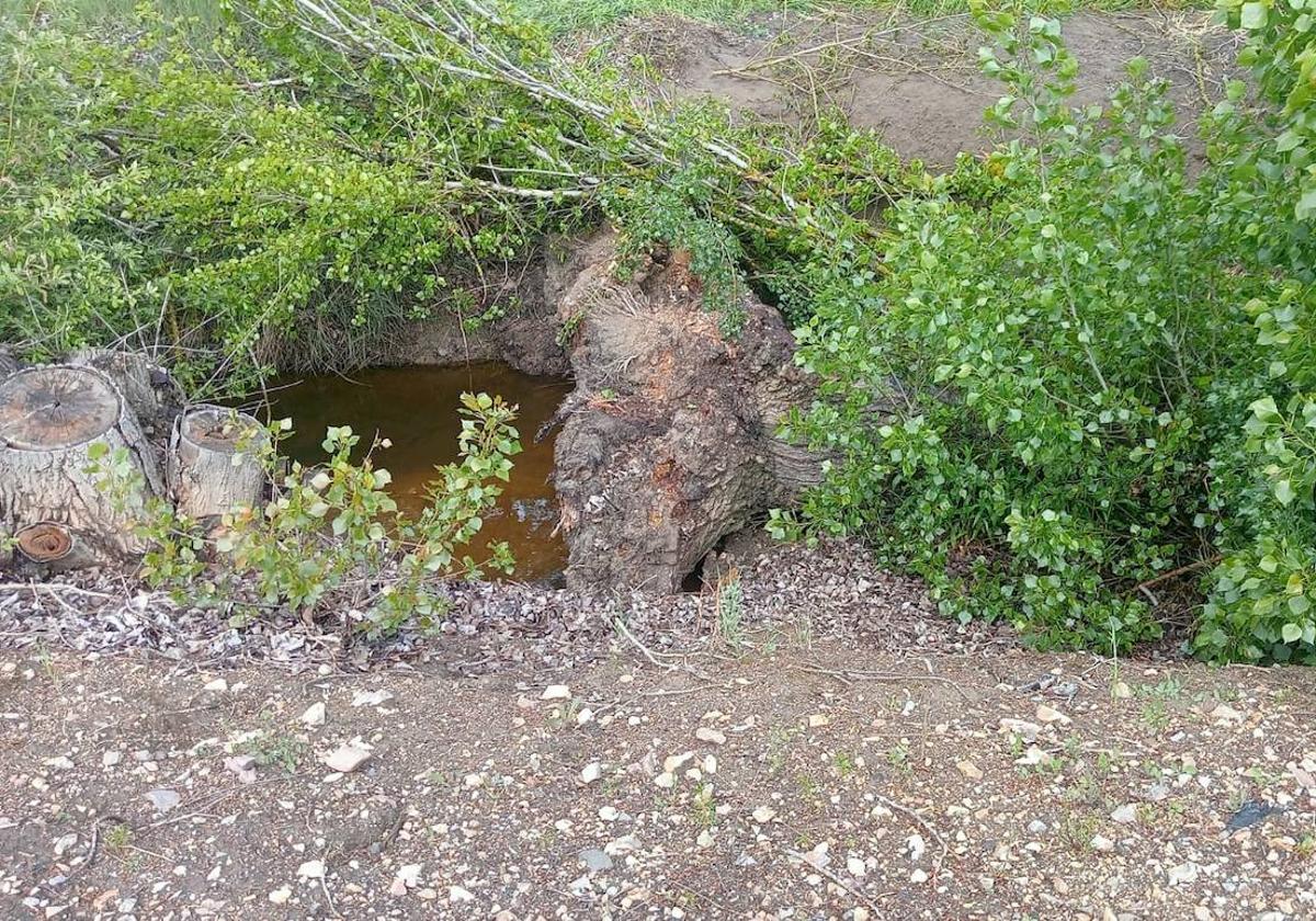 El tronco del árbol de grandes dimensiones, en el cauce del arroyo.