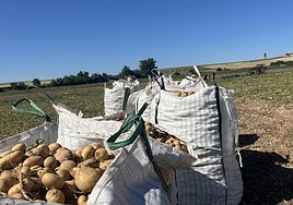 Patatas, en la tierra, para su recogida.