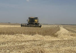 Una de las cosechadoras que trabaja estos días en la recogida del cereal.