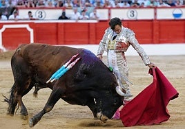 Natural de Damián Castaño a Gavioto, el sexto de Miura lidiado en Santander.