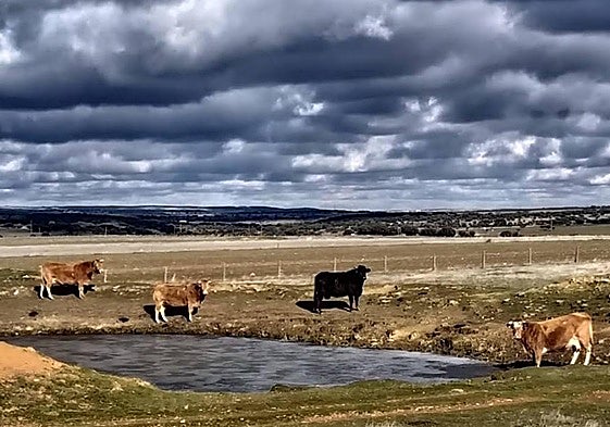 Ganado vacuno en una charca un día de frío.