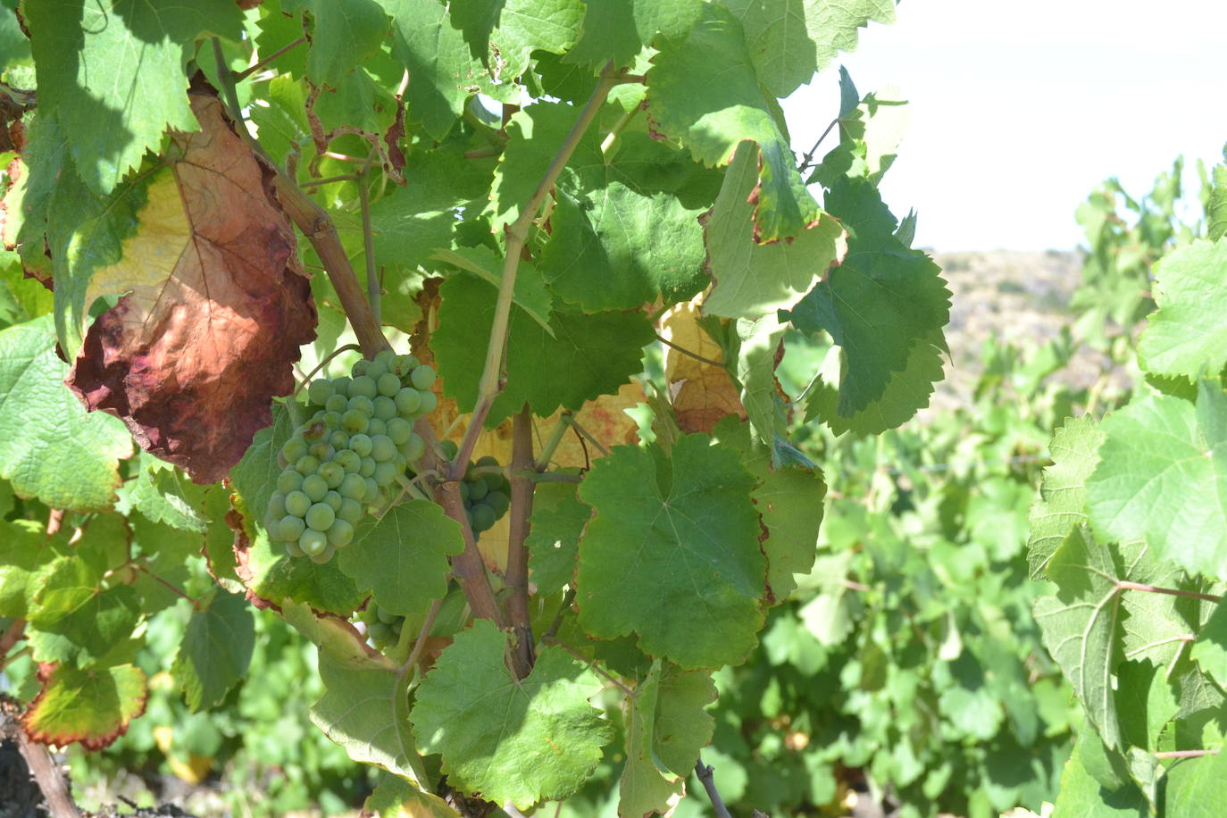 Las Arribes busca recuperar variedades únicas de uvas