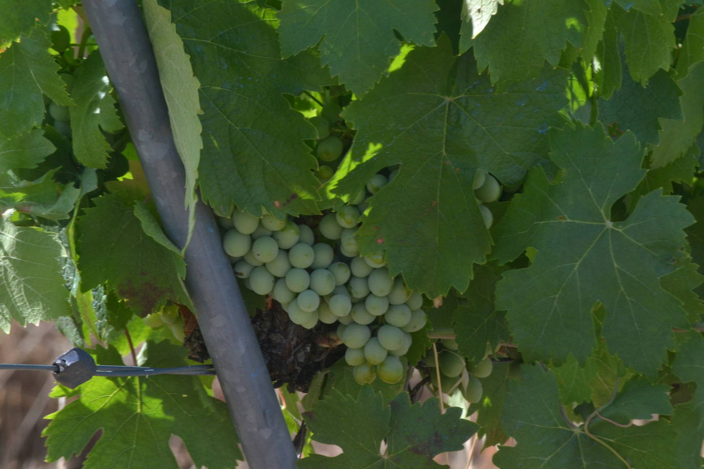 Las Arribes busca recuperar variedades únicas de uvas