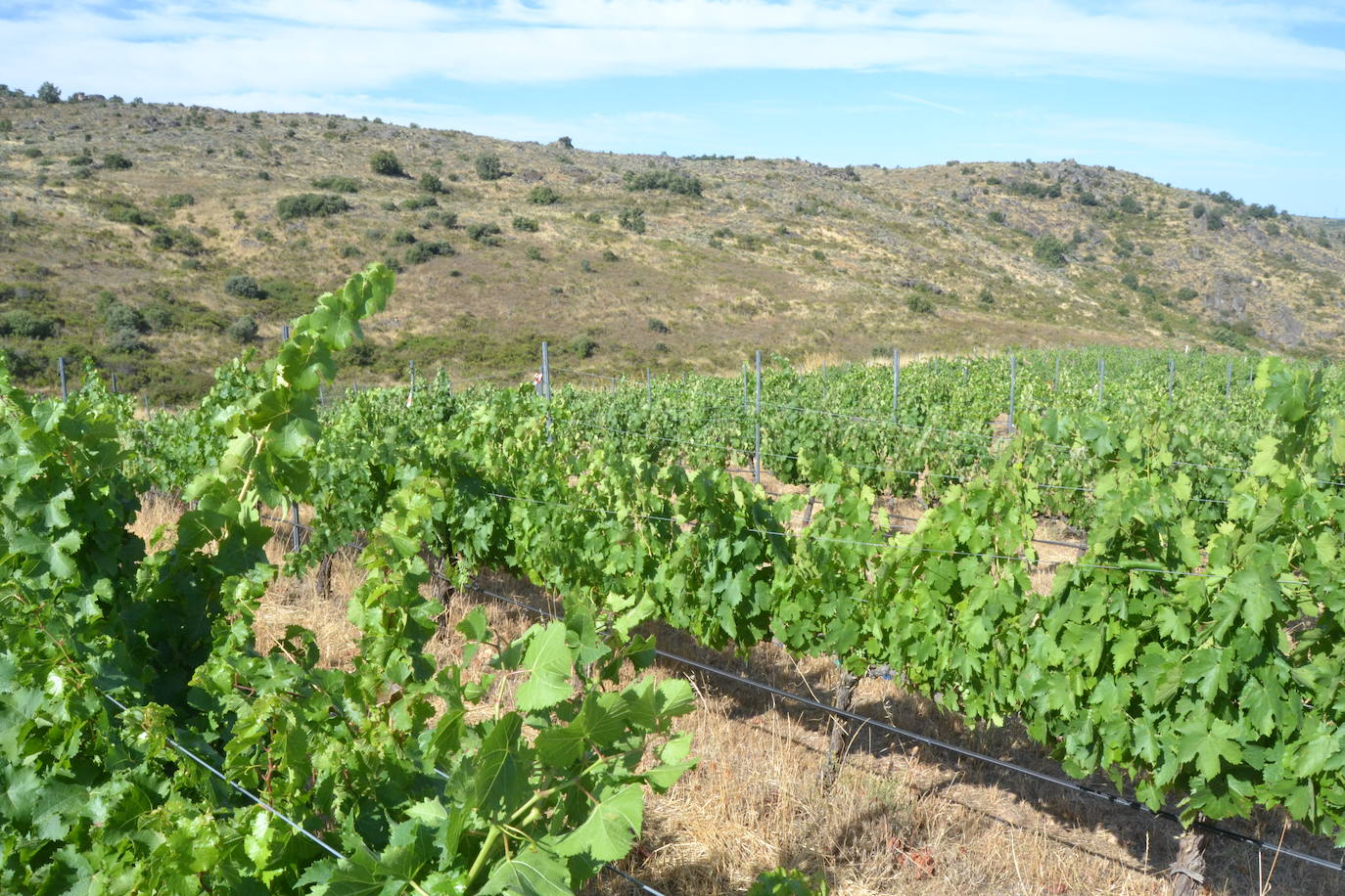 Las Arribes busca recuperar variedades únicas de uvas