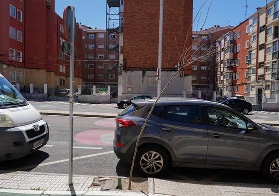 Árbol torcido en el paseo de los Madroños.
