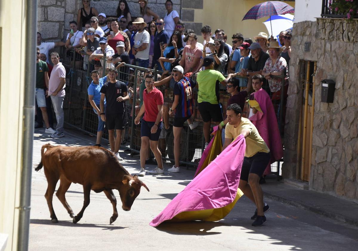 Suelta de vaquillas por las calles del pueblo.