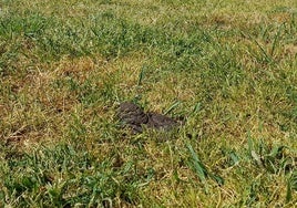 Imagen de un excremento de perro, en un parque de un pueblo de la provincia.