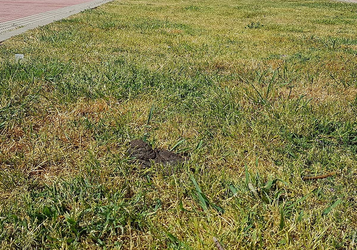 Imagen de un excremento de perro, en un parque de un pueblo de la provincia.