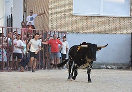 'Habanero', el primer protagonista de la suelta de astados en Ledesma.
