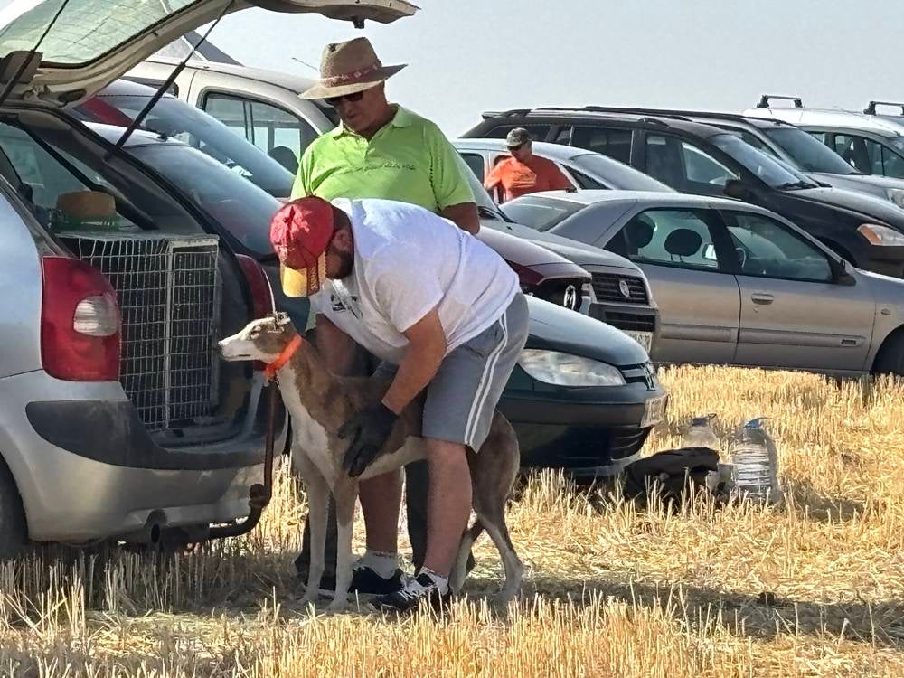 74 galgos de toda España se citan en la prueba de Cantaracillo