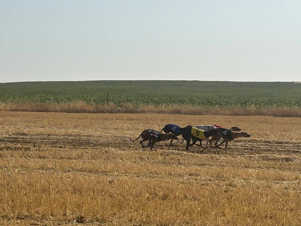 74 galgos de toda España se citan en la prueba de Cantaracillo