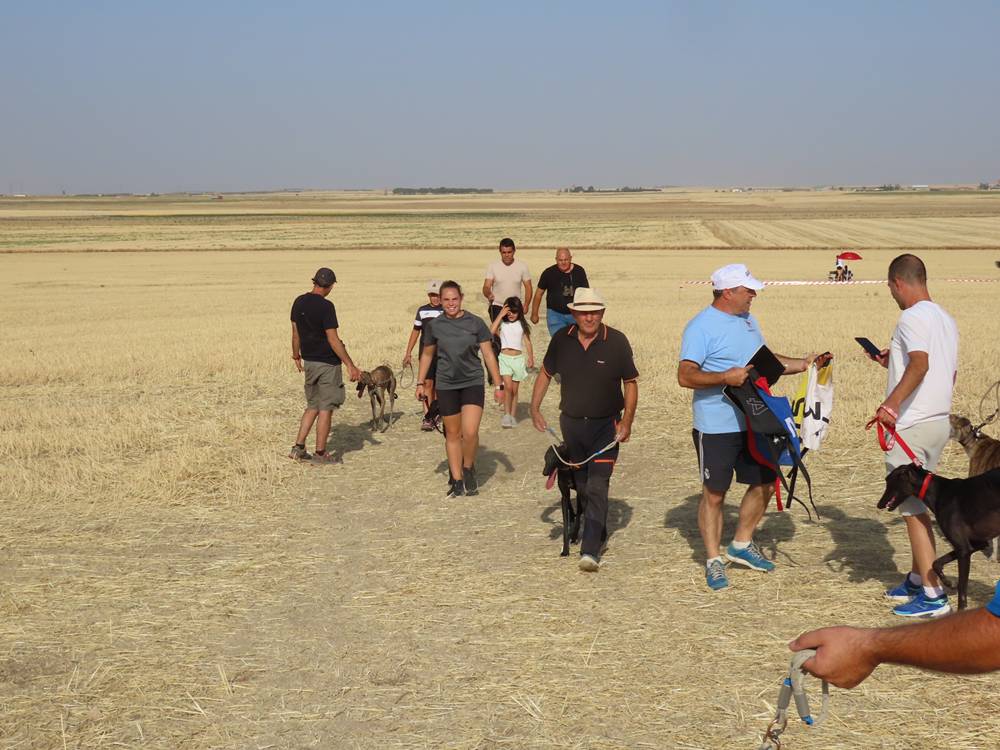 74 galgos de toda España se citan en la prueba de Cantaracillo