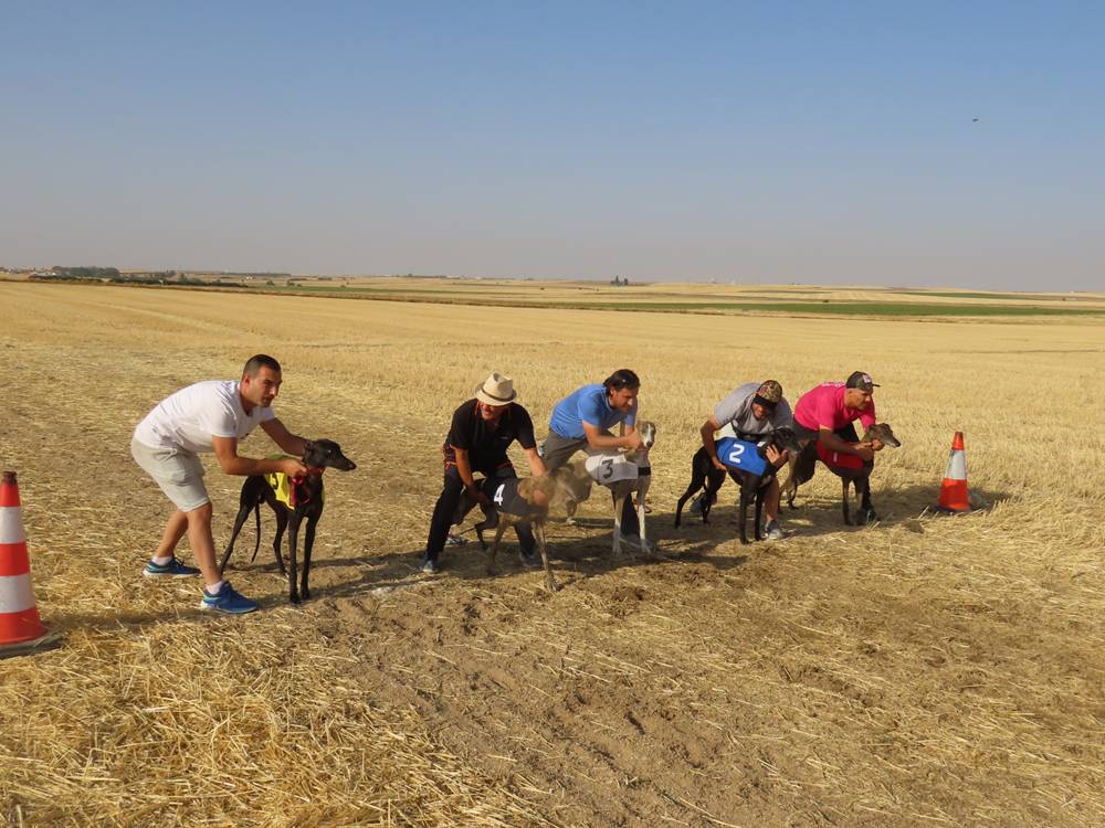 74 galgos de toda España se citan en la prueba de Cantaracillo