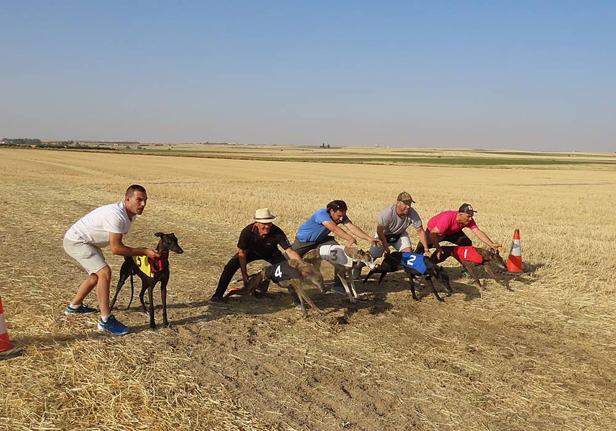 74 galgos de toda España se citan en la prueba de Cantaracillo