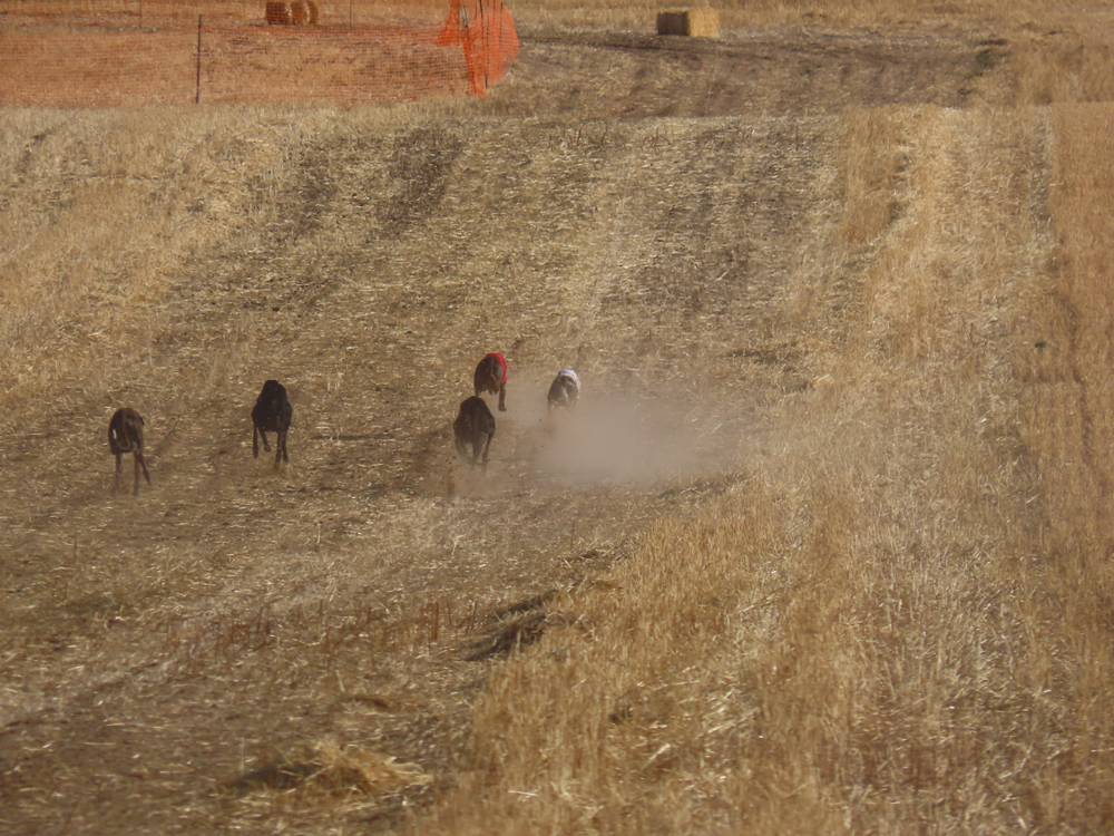74 galgos de toda España se citan en la prueba de Cantaracillo