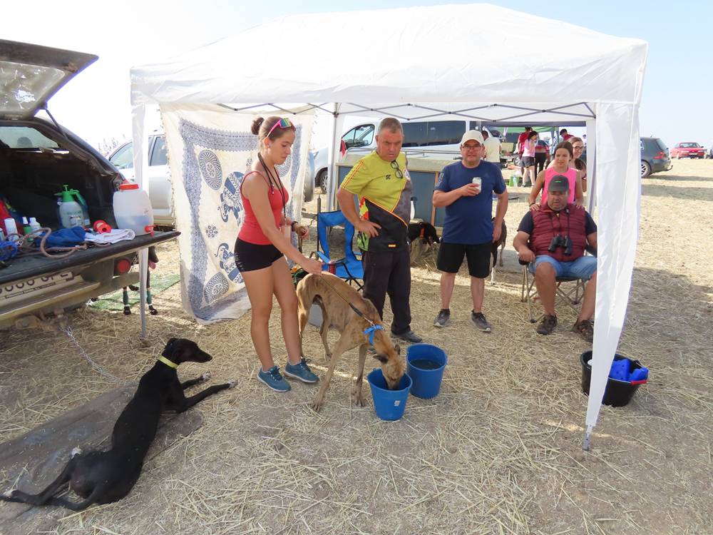 74 galgos de toda España se citan en la prueba de Cantaracillo