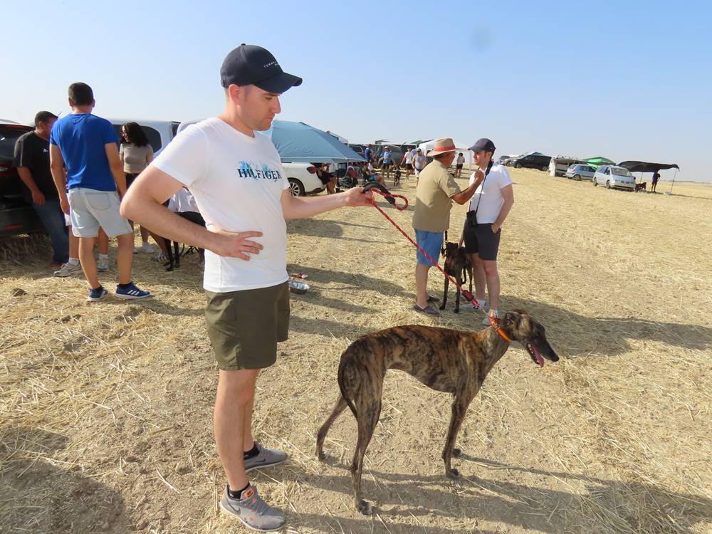 74 galgos de toda España se citan en la prueba de Cantaracillo