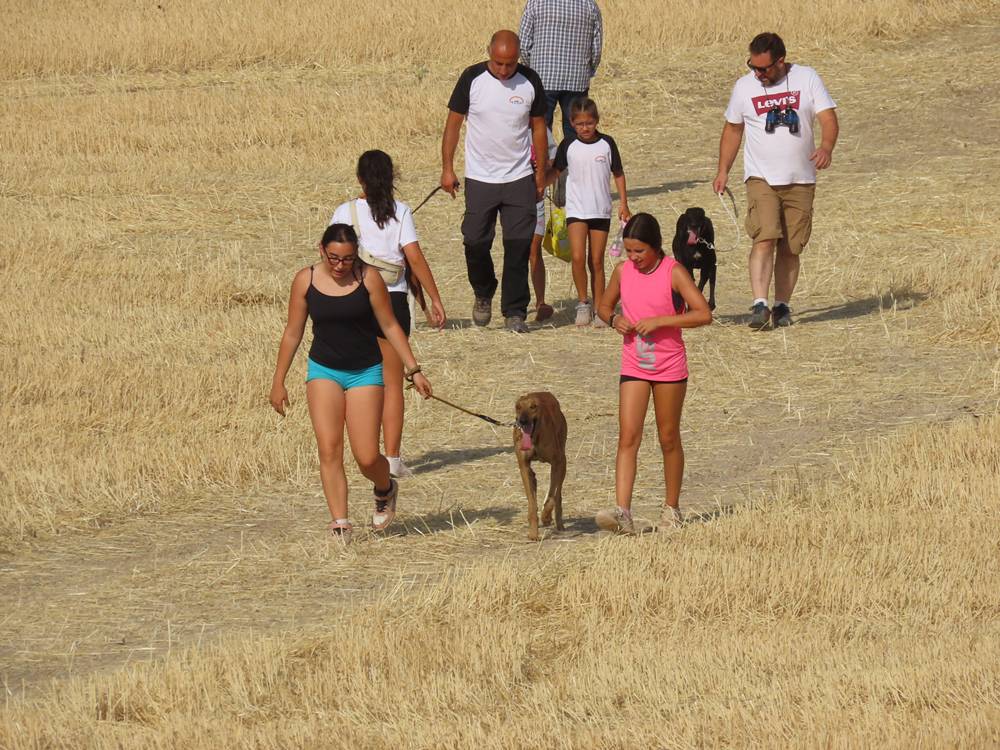 74 galgos de toda España se citan en la prueba de Cantaracillo