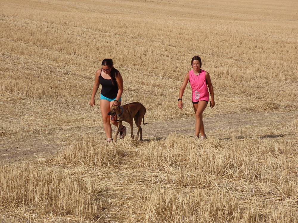 74 galgos de toda España se citan en la prueba de Cantaracillo