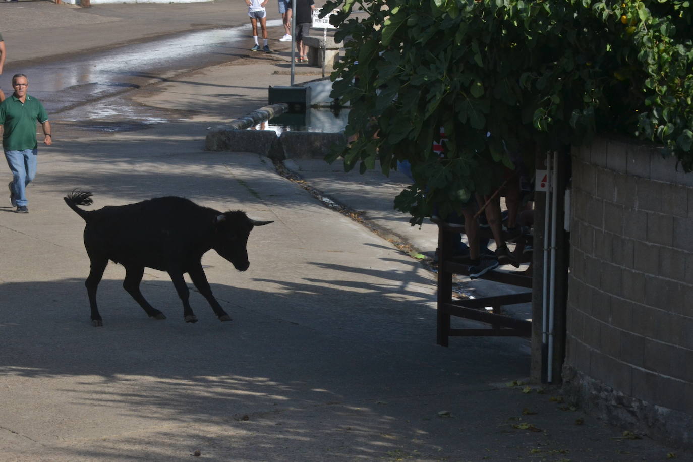 Divertido encierro en Saelices el Chico