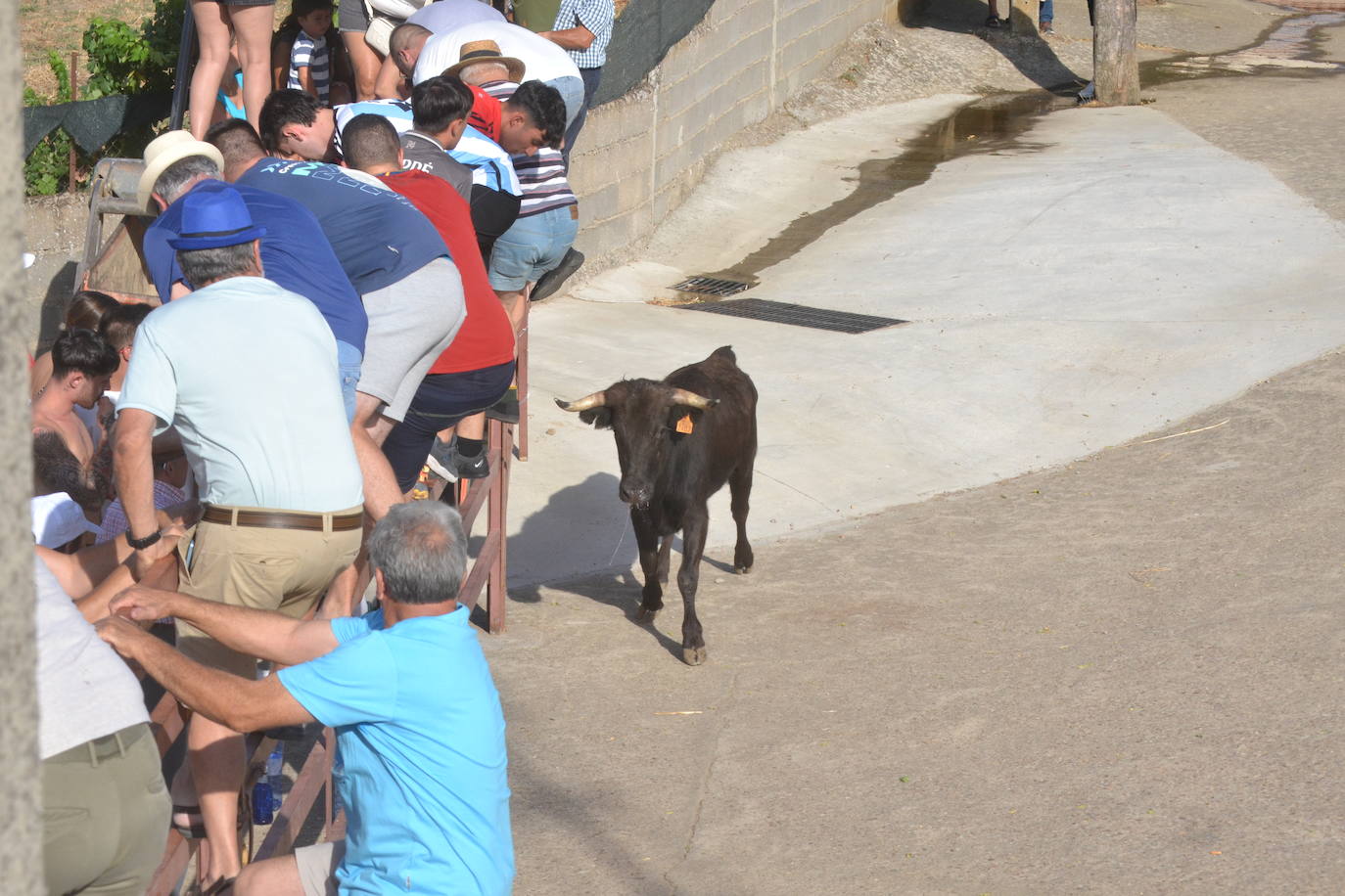 Divertido encierro en Saelices el Chico