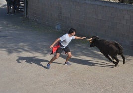 Un mozo recortando a una de las vacas el encierro