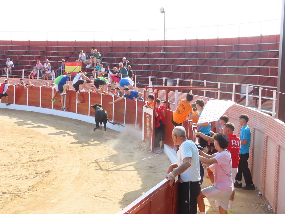 El festejo taurino vuelve a llenar de afición las calles de Cantalpino