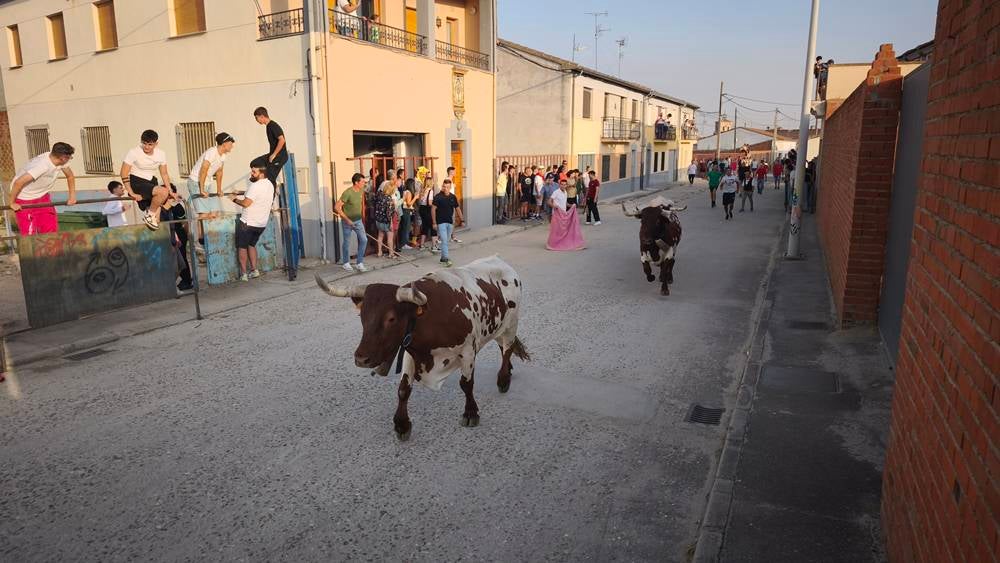 Primer encierro tradicional por las calles de Macotera