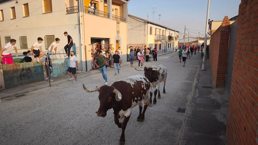 Primer encierro tradicional por las calles de Macotera