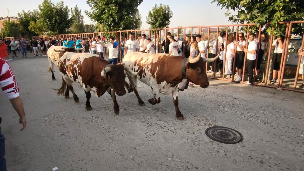 Primer encierro tradicional por las calles de Macotera