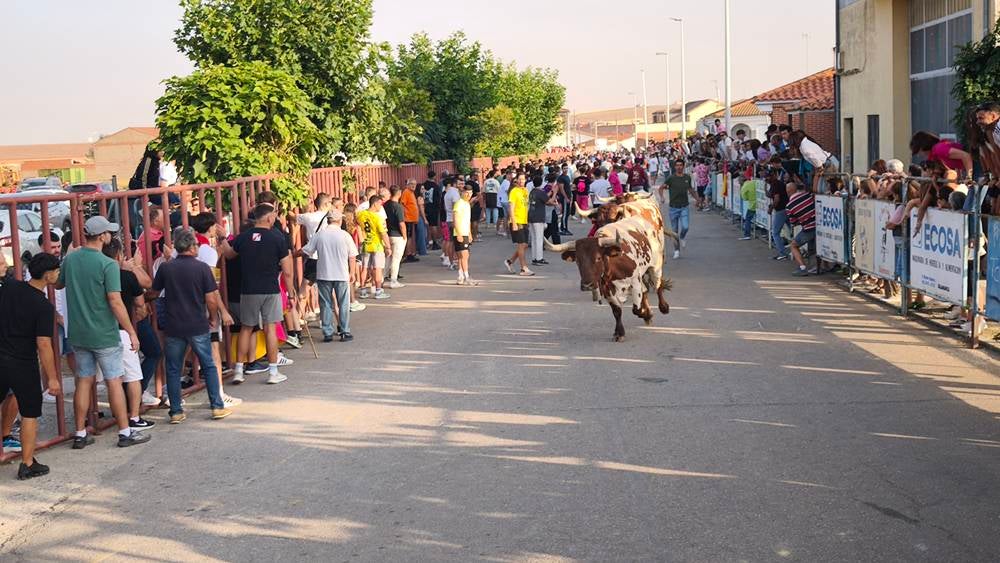 Primer encierro tradicional por las calles de Macotera