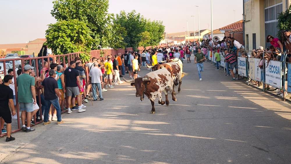Primer encierro tradicional por las calles de Macotera