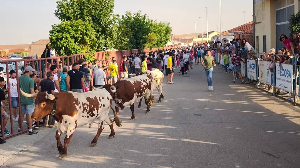Primer encierro tradicional por las calles de Macotera