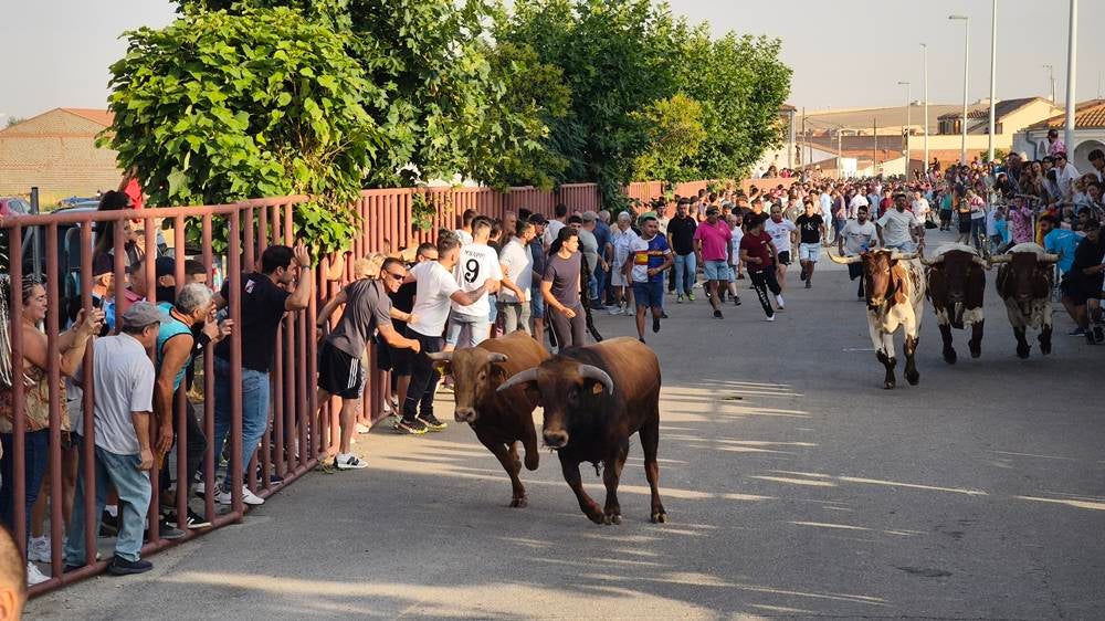 Primer encierro tradicional por las calles de Macotera