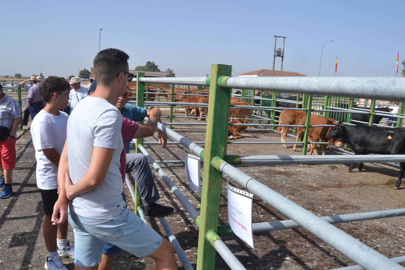 Regresa la tradición ganadera a Vitigudino