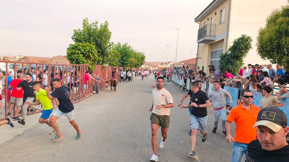 Multitudinario segundo encierro en Macotera