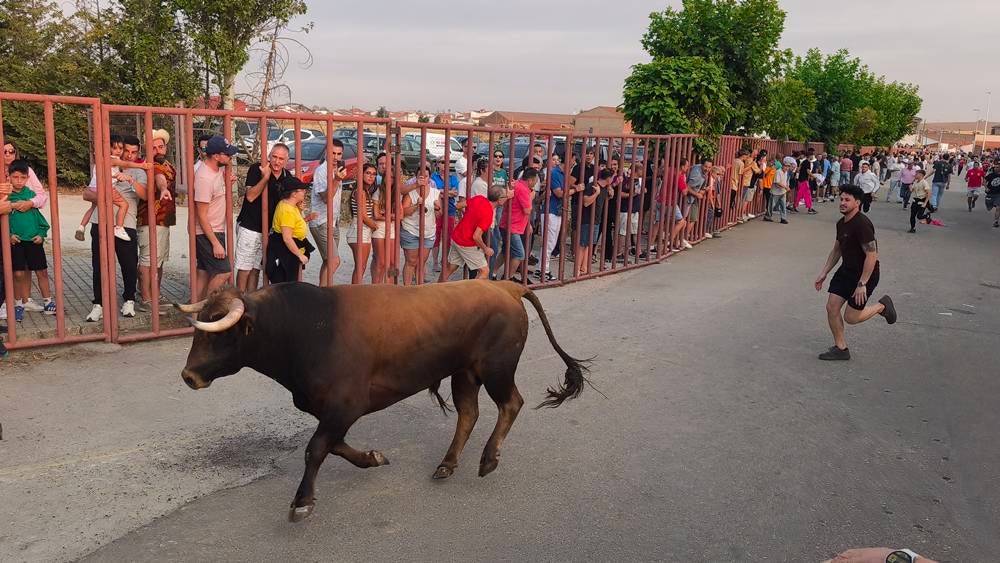 Multitudinario segundo encierro en Macotera