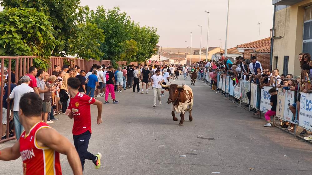 Multitudinario segundo encierro en Macotera